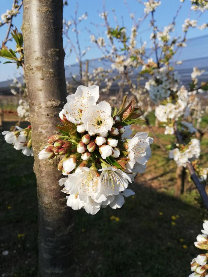 Vila Borgo D'Asolo San Vito Di Altivole Exteriér fotografie